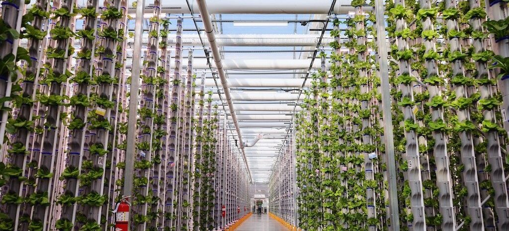 Image of Indoor Agriculture and Vertical Farms