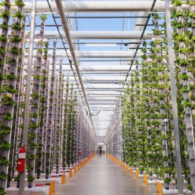 Image of Indoor Agriculture and Vertical Farms